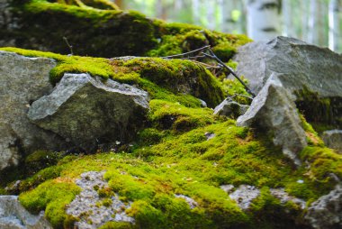 Taşlardaki yosunlar