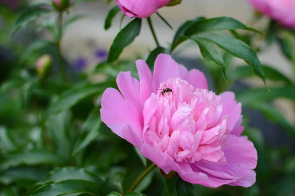 Pink Flower Bee — Stock Photo, Image