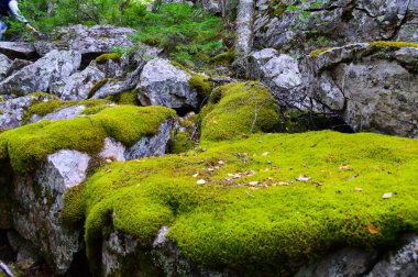 Taşlardaki yosunlar