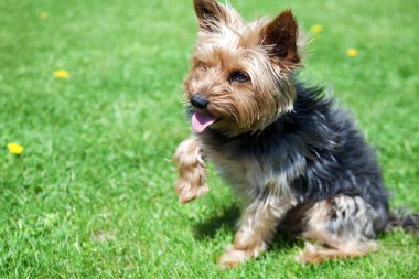 Yorkshire korkunç yeşil çimenlerin üzerinde oturmak ve bir pençe vermek