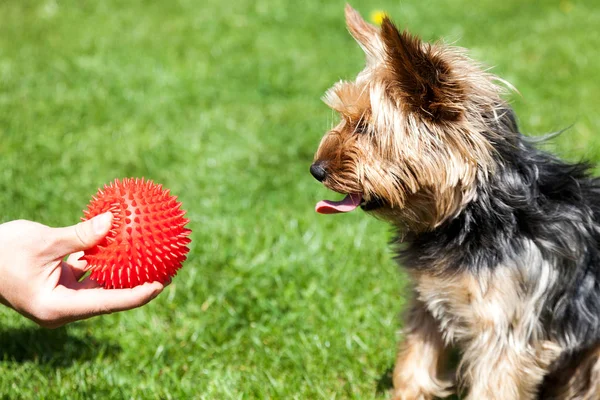 Yorkshire Terrier Espera Osso Brinquedo Mão Proprietário Dando Cão Brinquedo Imagens De Bancos De Imagens Sem Royalties