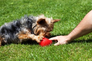 Yorkshire korkunç bir oyuncak kemik için bekliyor. Sahibinin veren köpek bir oyuncak verin.. 