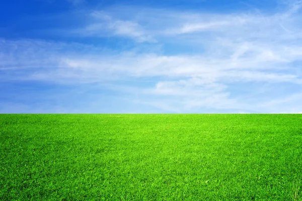 Зеленый Луг Голубое Небо — стоковое фото