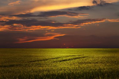 Batan güneşin ışınlarındaki çayır. Muhteşem gün batımı