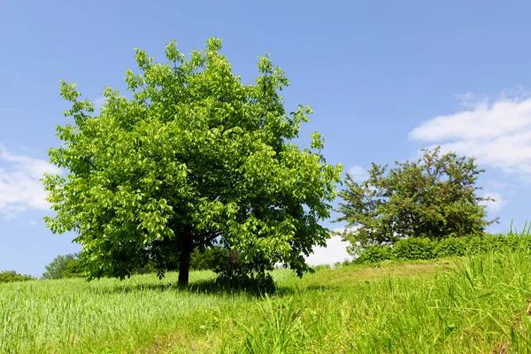 Baum Und Grüne Wiese — Stockfoto