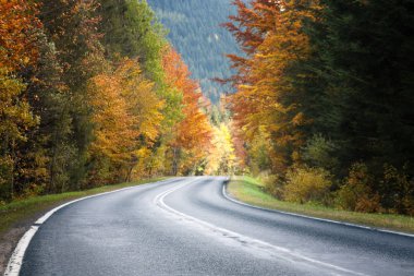 Sonbahar manzara arasında asfalt yol. renkli yaprakları ağaçların.