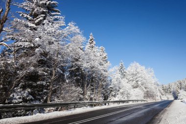 Karlı ağaçların arasındaki asfalt yol. Kışın yol. Forest Road