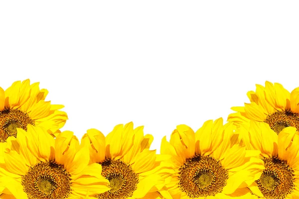 Blooming Sunflowers White Background Isolated Flowers — Stock Photo, Image