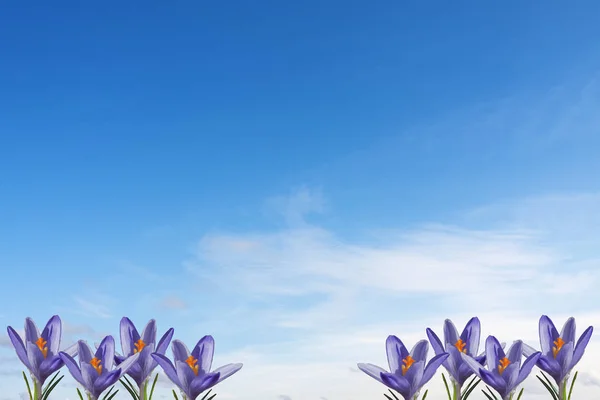 Belos Crocos Fundo Céu Azul — Fotografia de Stock