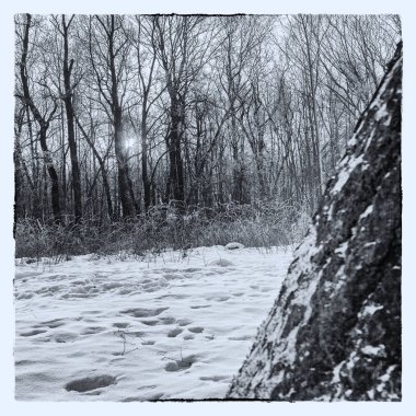 Yapraksız ağaçların siyah-beyaz görünümü. Natürmort. Siyah beyaz orman. güneşli ışınları arasında kış sabahı ağaçlar