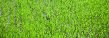 Çimenlerden arka plan. Arka plan için mükemmel çim. Doku yeşil çim