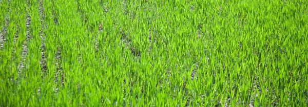 Çimenlerden arka plan. Arka plan için mükemmel çim. Doku yeşil çim