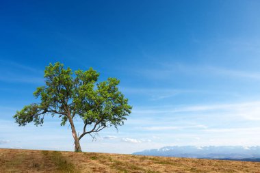 Tepede bir ağaç. Dağların arka planında