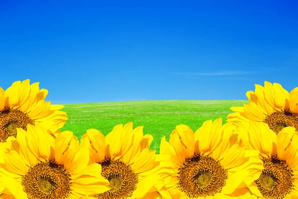 Sunflowers on field and sky background — Stock Photo, Image