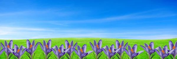 Lente bloemen achtergrond met paarse kroeuses op groen gras onder blauwe hemel — Stockfoto