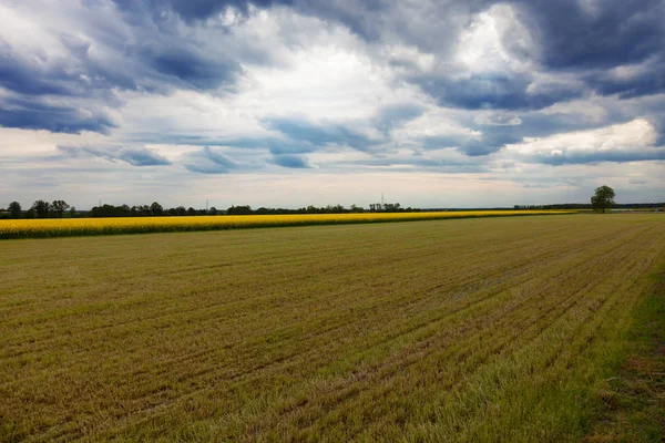 Prados y campos con colza durante el día nublado — Foto de Stock
