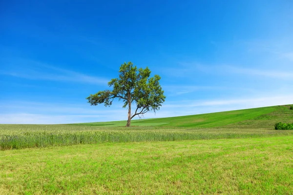 Árvore, campo, colina, incrível céu azul . — Fotografia de Stock