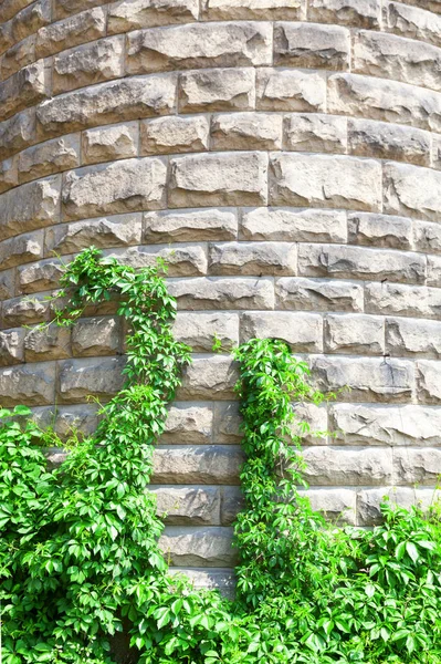 Fondo natural. Una pared de piedra con plantas verdes. Plantas en la vieja pared . — Foto de Stock