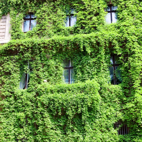 Tenement house covered with a green plant. Green house — Stock Photo, Image