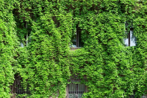 Зеленый дом. Дом покрыт плющом. Вид на окна с плющом — стоковое фото