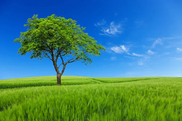 Çayır ve mavi gökyüzü ile ağaç — Stok fotoğraf
