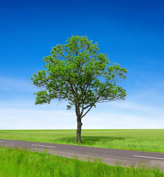Çayır ve mavi gökyüzü ve yol ile Ağaç — Stok fotoğraf