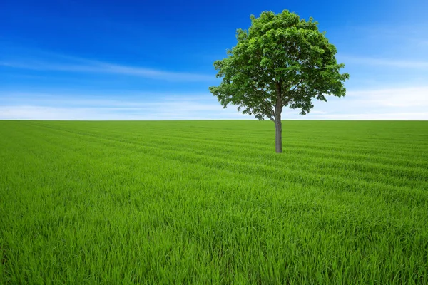 Дерево з лугом і блакитним небом — стокове фото