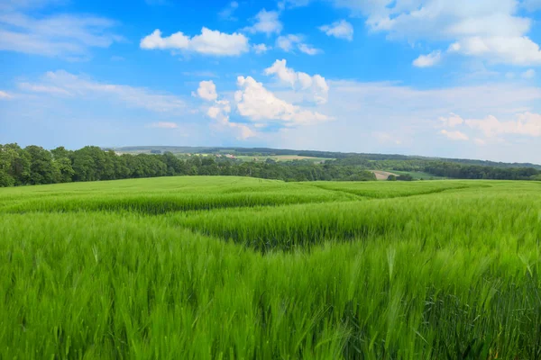 Een graansoort in het veld. Heuvels met graan en blauwe lucht. Stockafbeelding