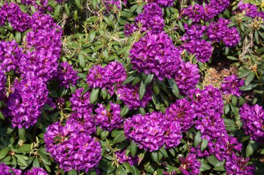  Bir arka plan olarak mor rhododendrons.