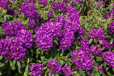  Bir arka plan olarak mor rhododendrons.