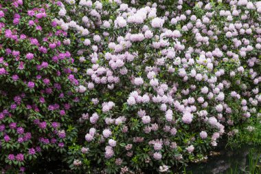 Gölette beyaz ve pembe rhododendron çalılar.