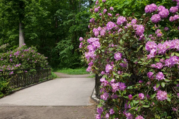 Köprünün yakınındaki pembe orman gülü çalıları, parkta.