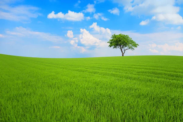 Campo com árvore sob céu azul — Fotografia de Stock