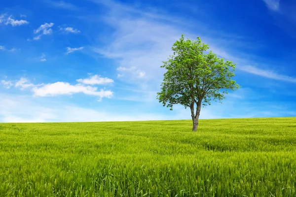 Campo com árvore sob céu azul — Fotografia de Stock