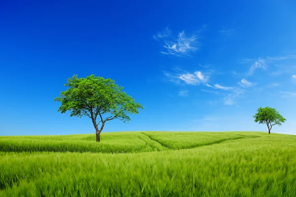 Mavi gökyüzünün altında ağaçlarla dolu çayır. Yeşil gezegen — Stok fotoğraf