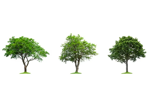 Sammlung isolierter Bäume auf weißem Hintergrund Stockbild