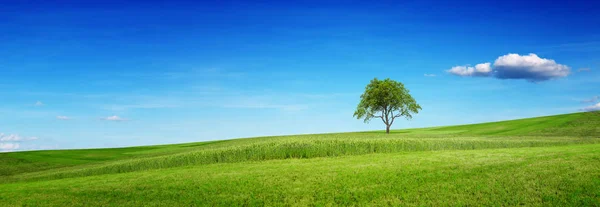 Пагорб з деревом під небом — стокове фото