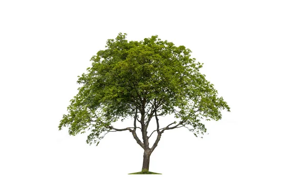 Vereinzelte Baumsilhouette. Baum auf weißem Hintergrund — Stockfoto