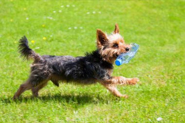 Yorkshire Terrier ağzına plastik bir şişe ile çalışan. Her yerde plastik çevre Temizleme kavramı.