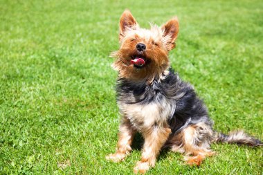  Oturma köpeği bahçede güneşin içinde ısıtır