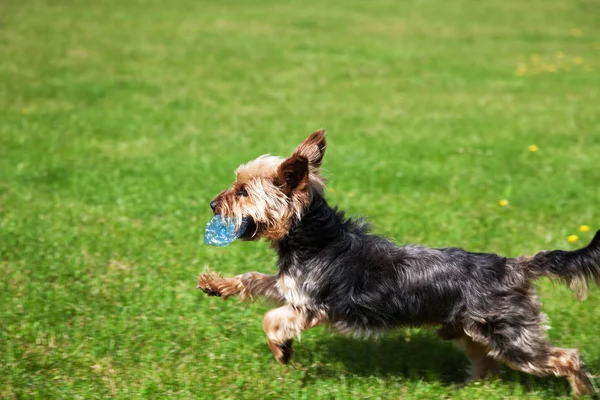 Yorkshire Terrier ağzına plastik bir şişe ile çalışan. Her yerde plastik çevre Temizleme kavramı.