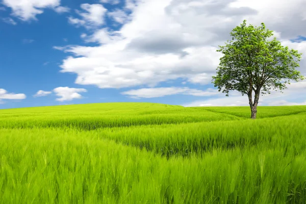 Pradera con árbol bajo el cielo azul — Foto de Stock