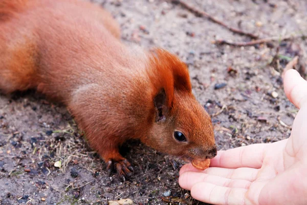 観光客の手からナッツを食べる赤いリス — ストック写真