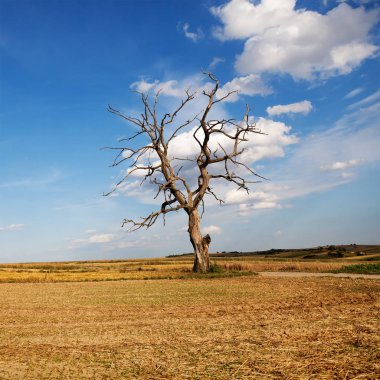 Tarlada yalnız kuru ağaç. Natürmort. İklim etkileri. İklim ısınma ve hafif yağmur