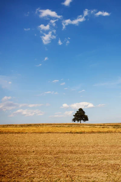 Árbol en el campo. Naturaleza muerta. Efectos climáticos. Calentamiento climático y lluvia ligera — Foto de Stock