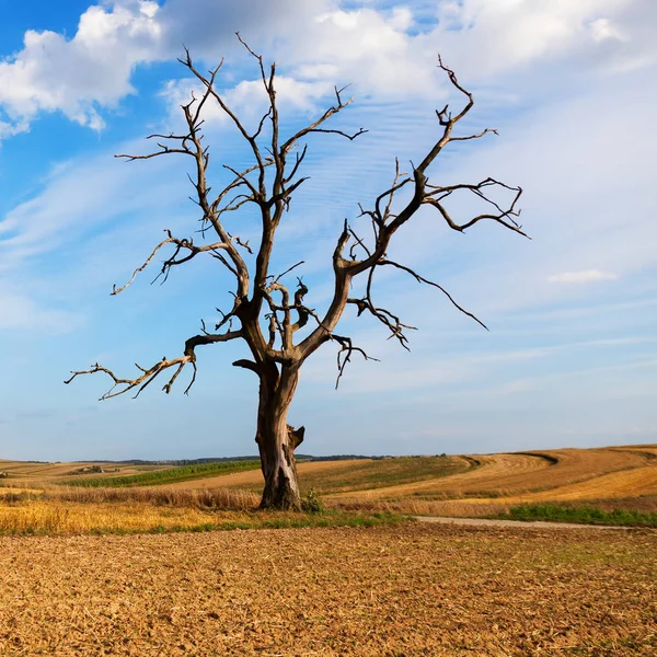 Árbol solitario y seco en el campo. Naturaleza muerta. Efectos climáticos. Calentamiento climático y lluvia ligera — Foto de Stock