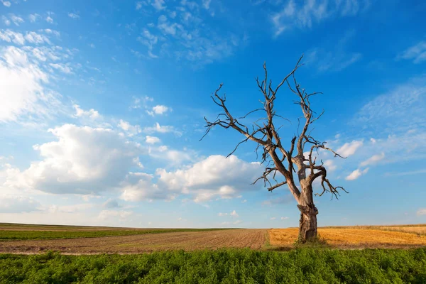 Árbol solitario y seco en el campo. Naturaleza muerta. Efectos climáticos. Calentamiento climático y lluvia ligera — Foto de Stock