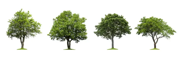 Isolated trees on a white background — Stock Photo, Image