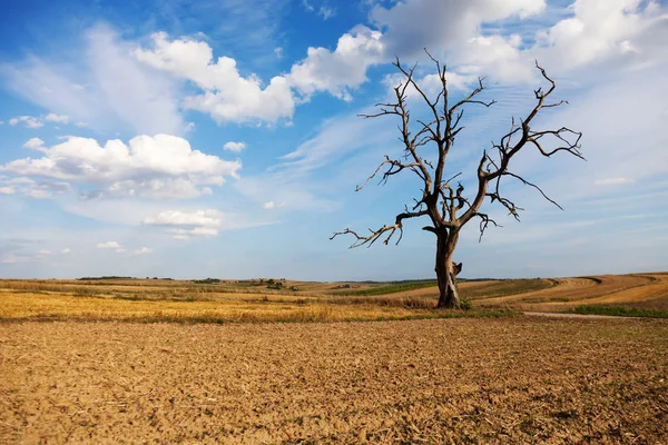 Árbol solitario y seco en el campo. Naturaleza muerta. Efectos climáticos. Calentamiento climático y lluvia ligera — Foto de Stock