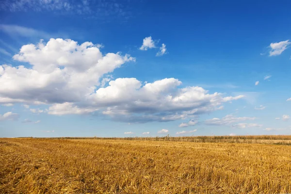 Champ et ciel bleu. Paysage après la récolte Photos De Stock Libres De Droits